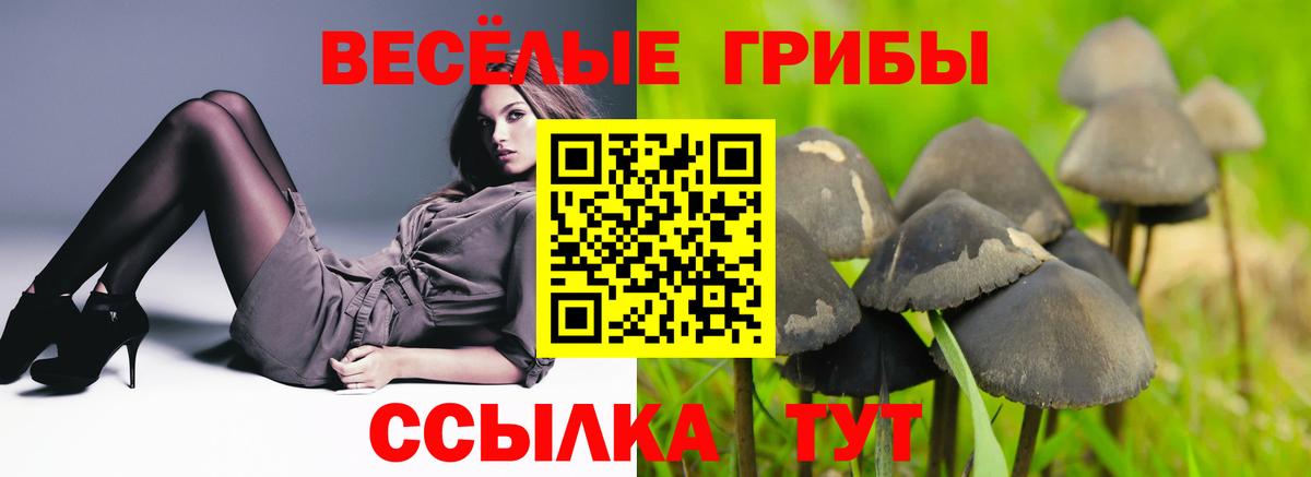 Псилоцибиновые грибы Psilocybe Сунжа